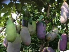 八月瓜水果应该怎样抗旱？八月瓜高产种植技术