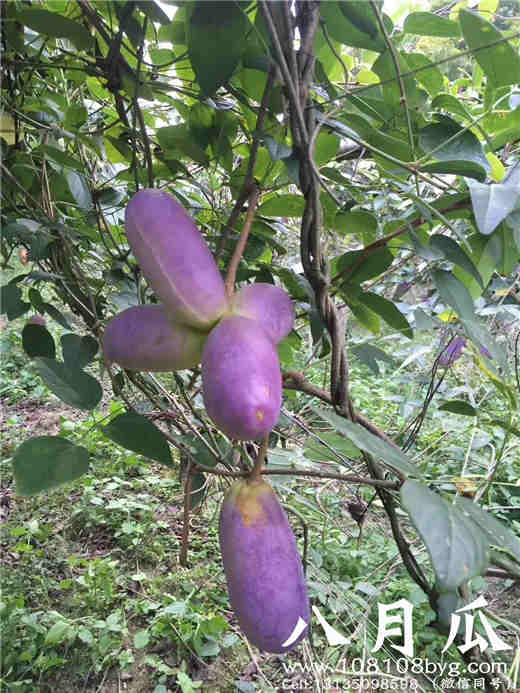 虎天牛也会危害八月炸_首页,种植八月瓜,交流八月瓜