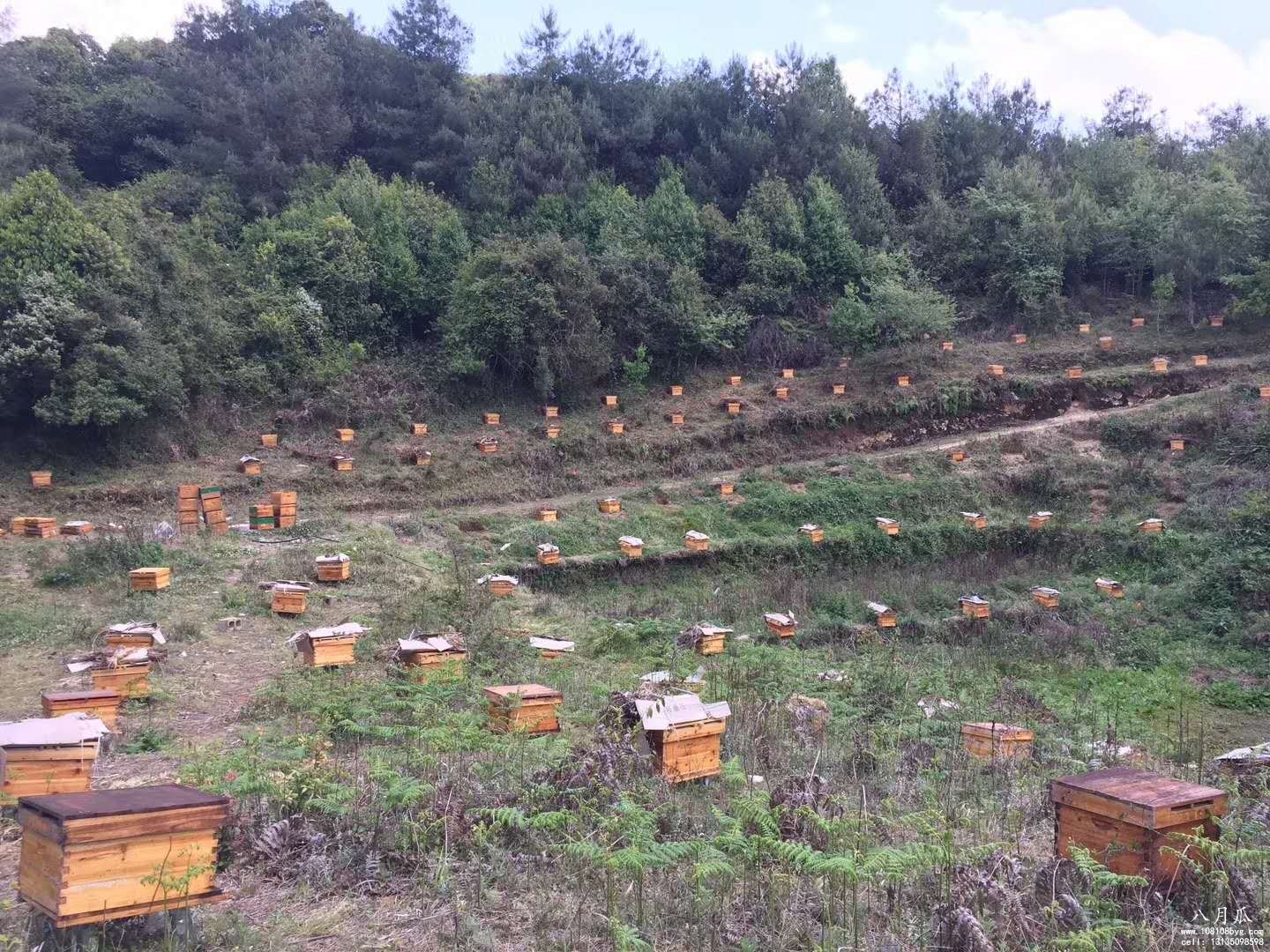 贺:云南小蜜蜂特色农业土蜂蜜喜报通知(图1)