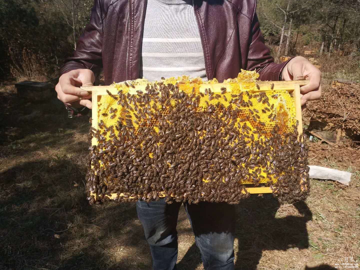 贺:云南小蜜蜂特色农业土蜂蜜喜报通知(图3)