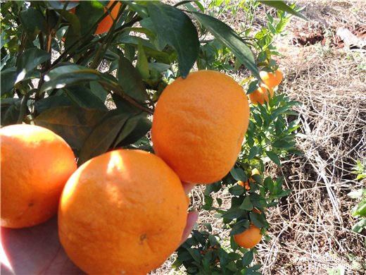 种植柑橘裂果防治法(图1)
