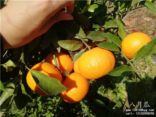 种植柑橘裂果防治法(图6)