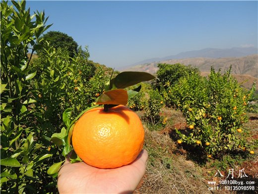 如何防止晚熟柑橘采前落果?(图3)
