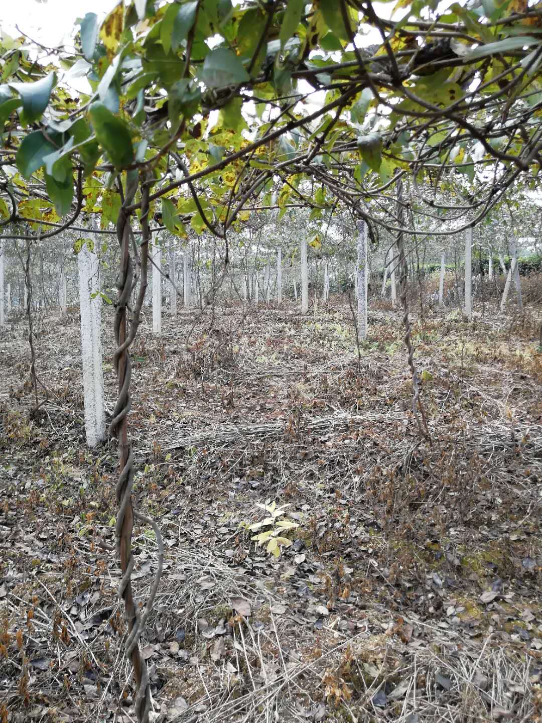 湖南玉珍八月瓜种植基地示范视频