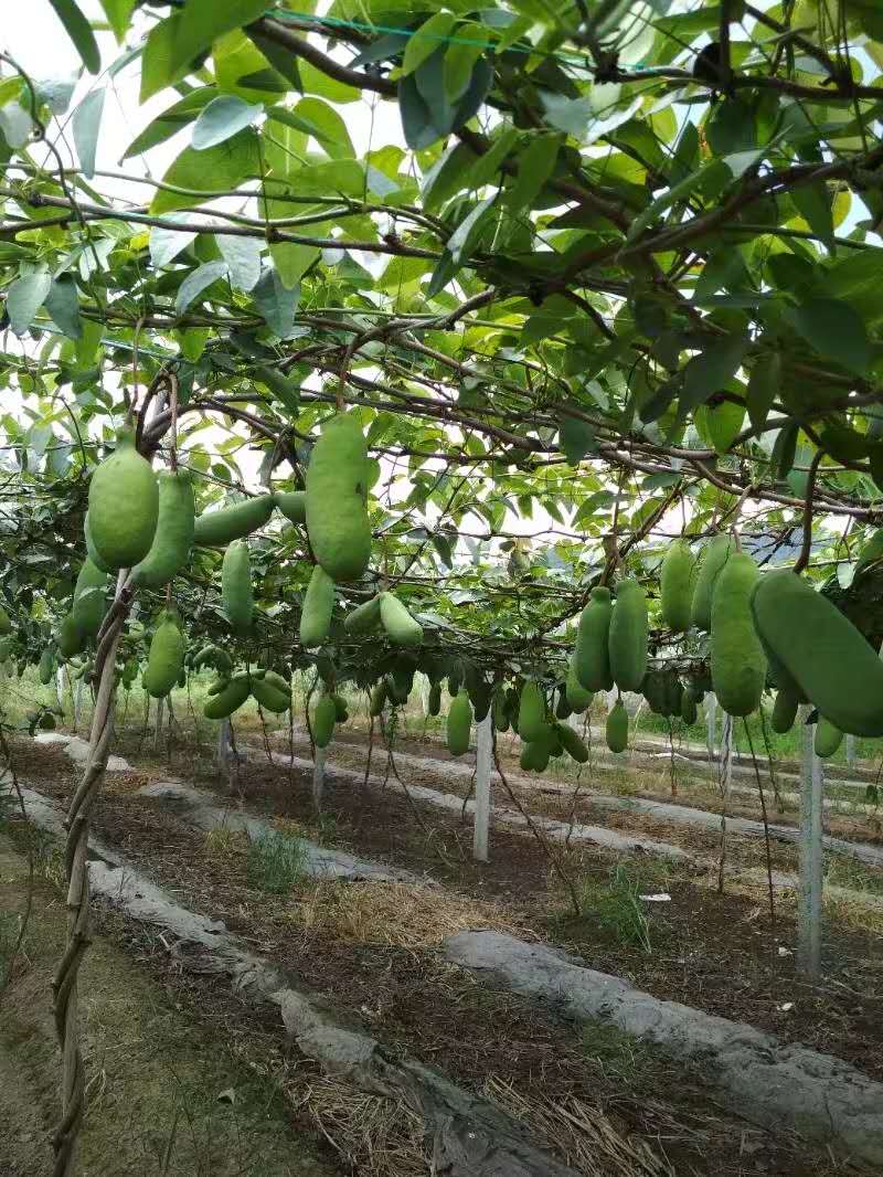 高产八月炸水果种植基地视频