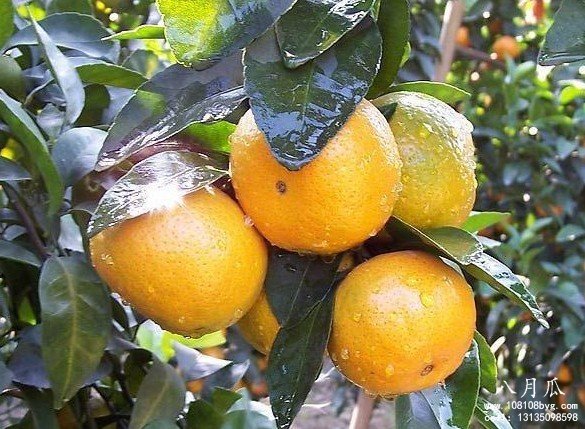 柑橘种植